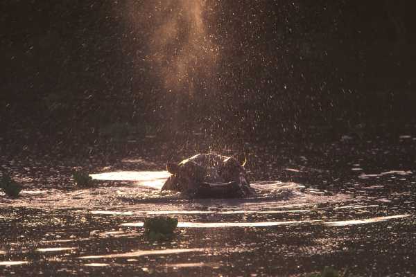 MANYARA NATIONAL PARK NIGHT GAME DRIVE