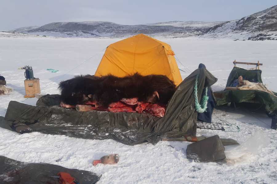 Diskobay Tours Muskox 5 day; winter edition