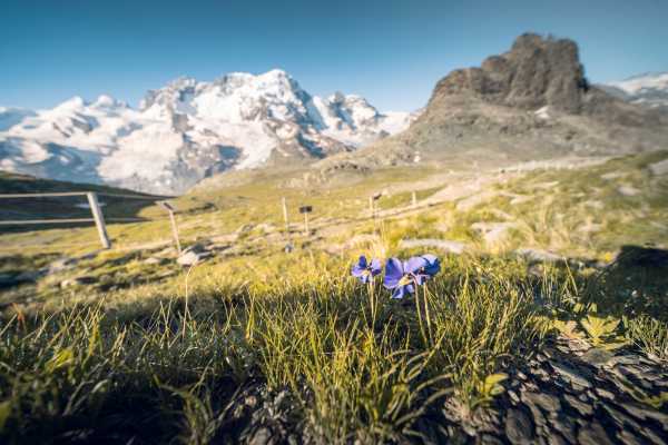 Zermatt: Gornergrat Bahn Cogwheel Skip-the-Line Train Ticket