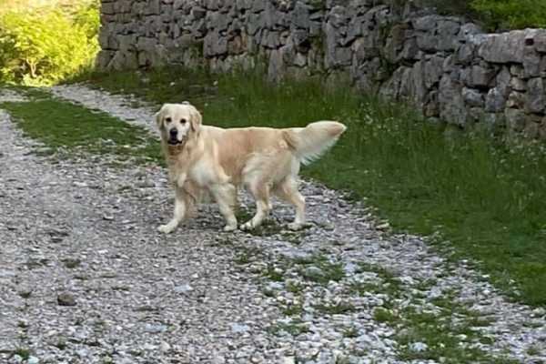 Dog Trekking ad Alghero