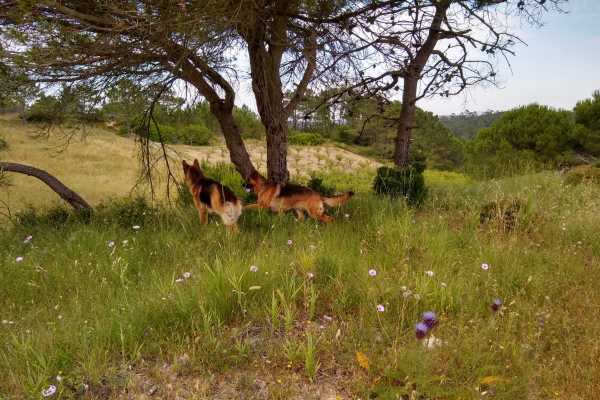 Dog Trekking ad Alghero