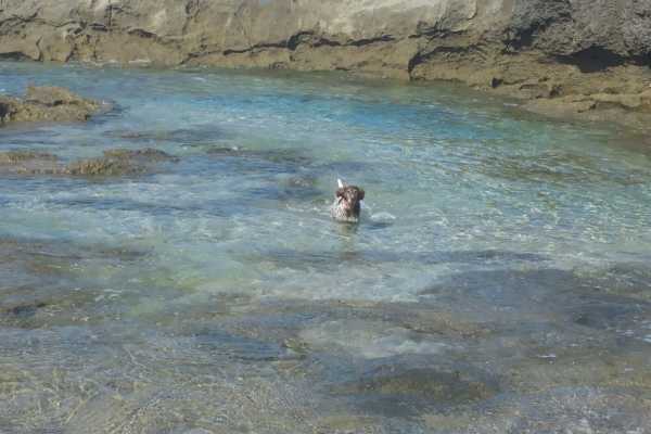 Dog Trekking ad Alghero