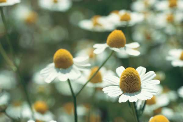 Honey plants between Herbs Garden and Cardello