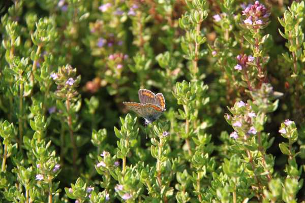 Butteflies between Herb Garden and Cardello
