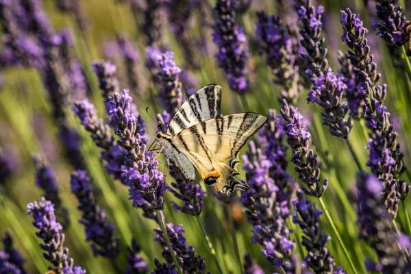 Butteflies between Herb Garden and Cardello