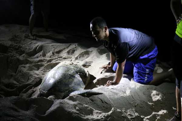 Ras Al Hadd Beach & Turtles Experience