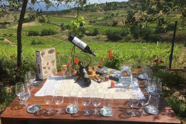 Degustazione in famiglia nella vigna Bonamici a Mamoiada