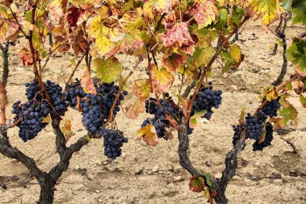 Degustazione in famiglia nella vigna Bonamici a Mamoiada
