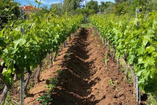 Degustazione in famiglia nella vigna Bonamici a Mamoiada