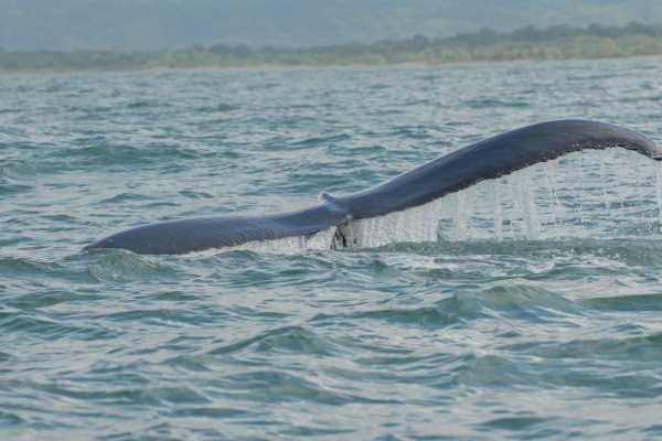 BRISA ELEGANTE - Sailing Cruise