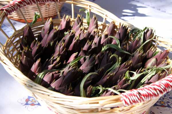 Brisighella to taste, Brisighella to eat