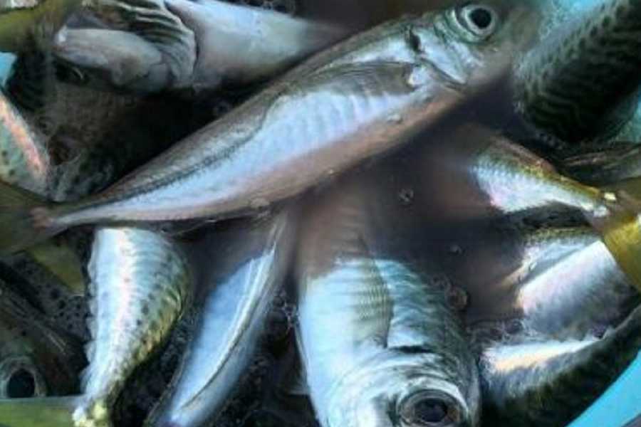 VisitRimini Pesca a traina costiera
