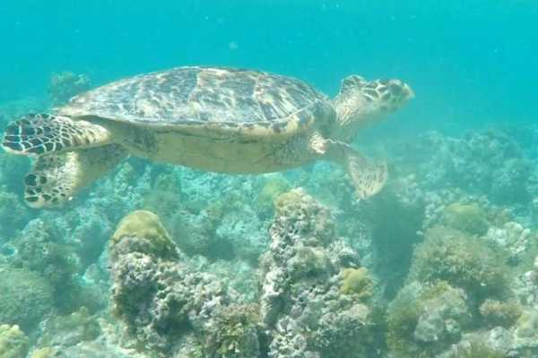 Antigua Boat & Snorkel Combo Tour
