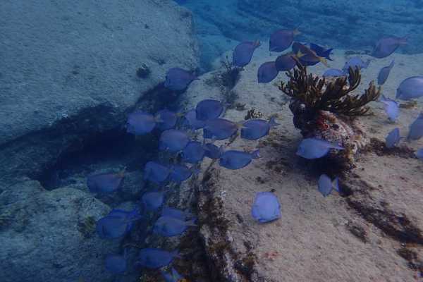 Antigua Boat & Snorkel Combo Tour