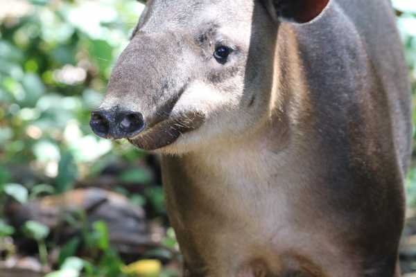 Private Tour - Corcovado National Park