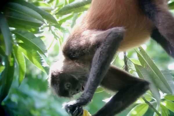 Private Tour - Corcovado National Park