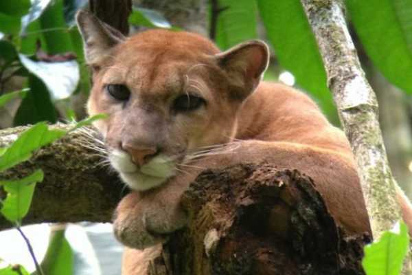 Private Tour - Corcovado National Park