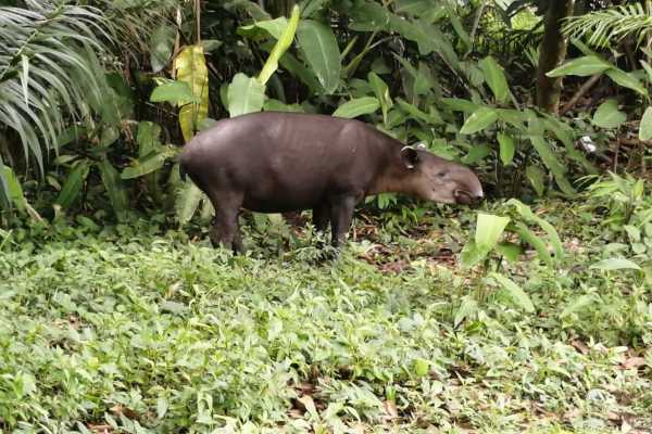 Private Tour - Corcovado National Park