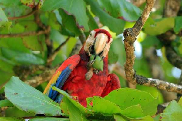 Private Tour - Corcovado National Park