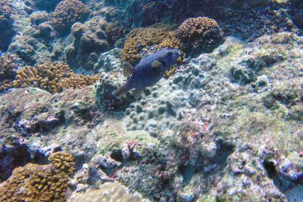Snorkeling Ca&ntilde;o Island