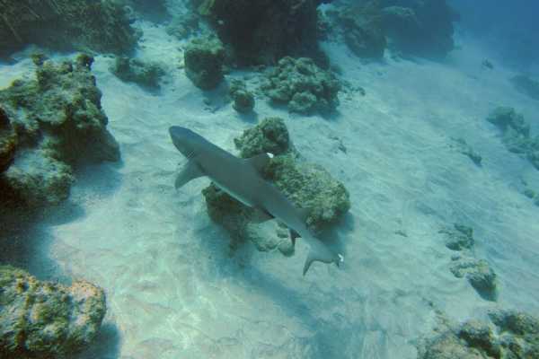 Snorkeling Ca&ntilde;o Island