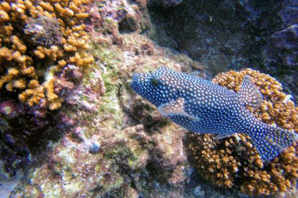 Snorkeling Ca&ntilde;o Island