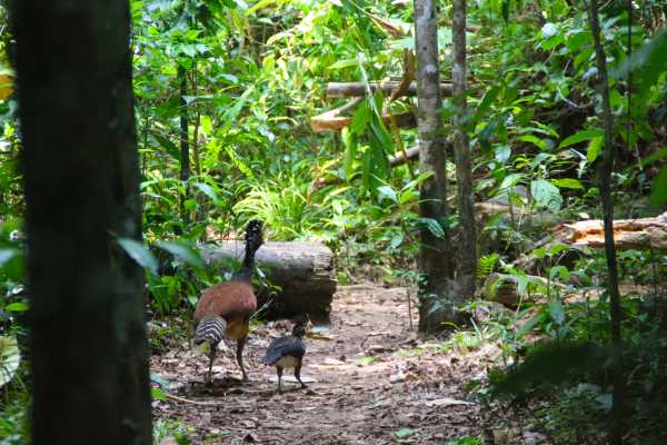 Corcovado National Park (San Pedrillo Station)