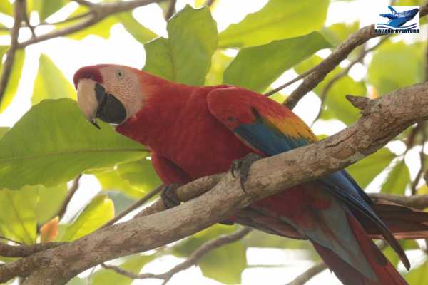 Corcovado National Park (San Pedrillo Station)