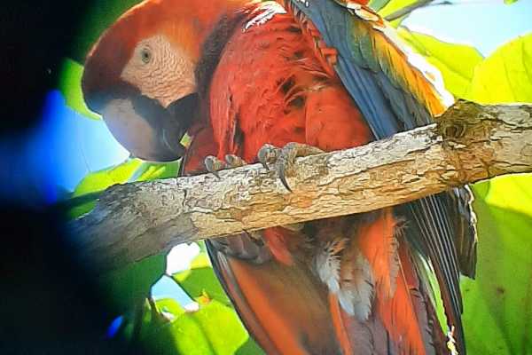Corcovado National Park (San Pedrillo Station)