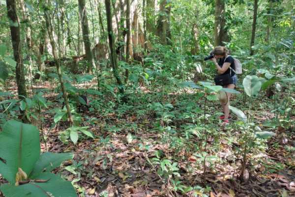 Corcovado National Park (San Pedrillo Station)