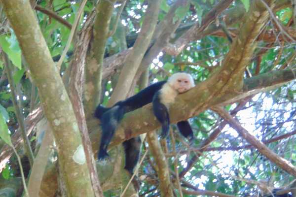 Corcovado National Park (San Pedrillo Station)