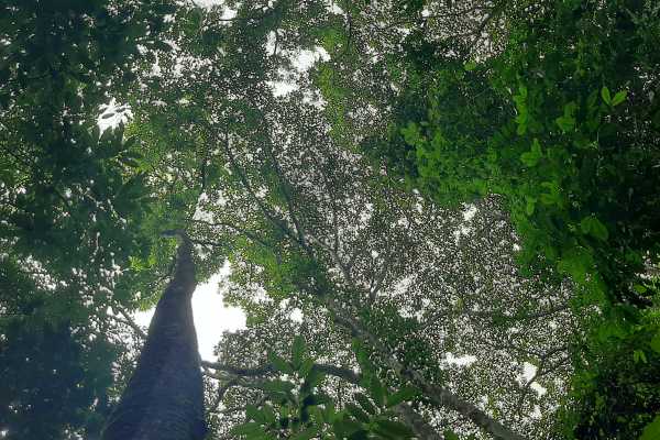 Corcovado National Park (San Pedrillo Station)