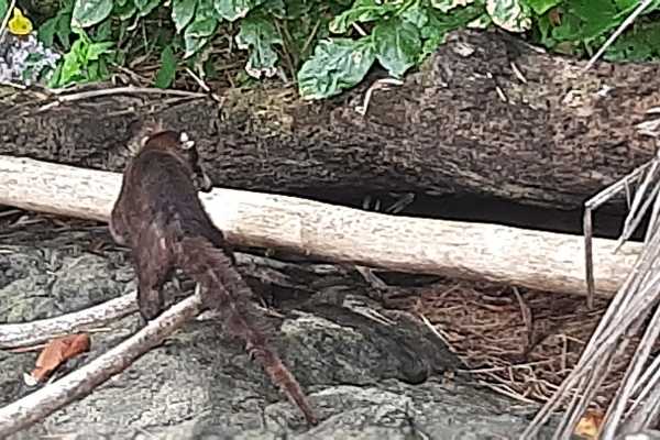 Corcovado National Park (San Pedrillo Station)