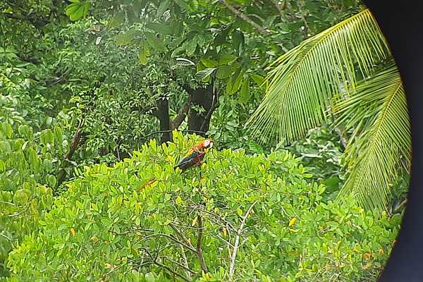 Corcovado National Park (San Pedrillo Station)