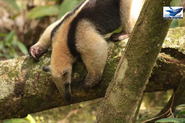Corcovado National Park (San Pedrillo Station)