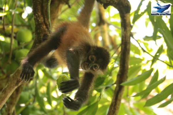 Corcovado National Park (San Pedrillo Station)