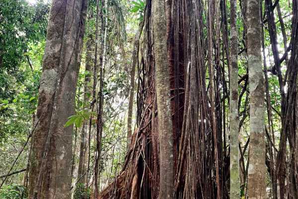 Corcovado National Park (San Pedrillo Station)