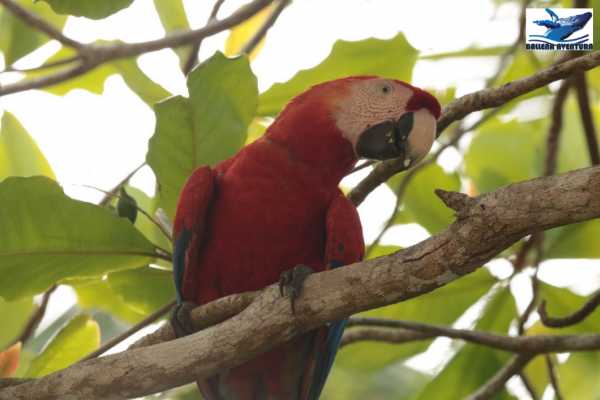 Corcovado National Park (San Pedrillo Station)