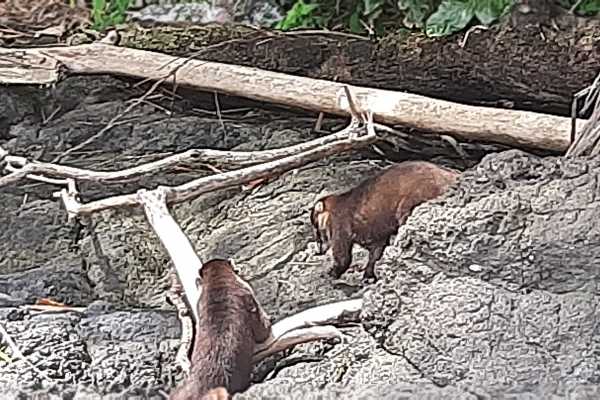 Corcovado National Park (San Pedrillo Station)