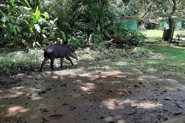 Corcovado National Park (San Pedrillo Station)