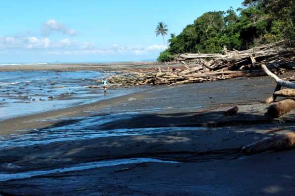 Corcovado National Park (San Pedrillo Station)