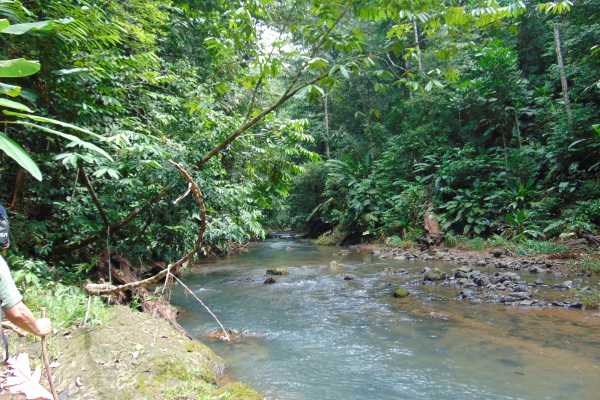 Corcovado National Park (San Pedrillo Station)
