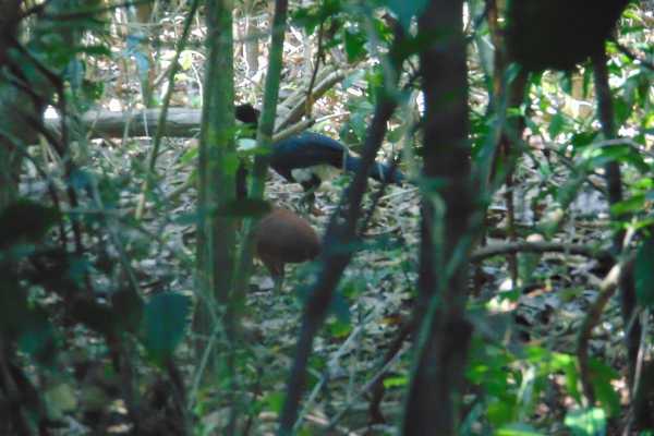 Corcovado National Park (San Pedrillo Station)