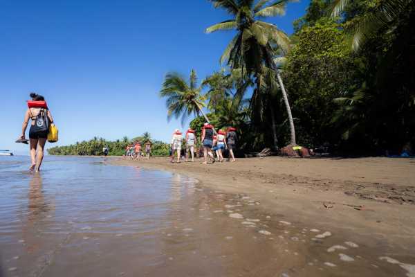 Combo Tour (Whale and/or Dolphins in Marino Ballena N.P.