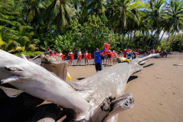 Combo Tour (Whale and/or Dolphins in Marino Ballena N.P.
