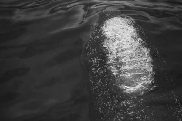 Combo Tour (Whale and/or Dolphins in Marino Ballena N.P.