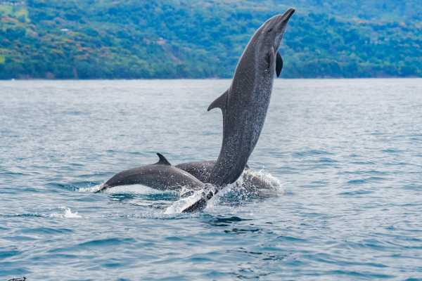 Combo Tour (Whale and/or Dolphins in Marino Ballena N.P.