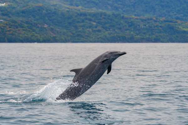 Combo Tour (Whale and/or Dolphins in Marino Ballena N.P.