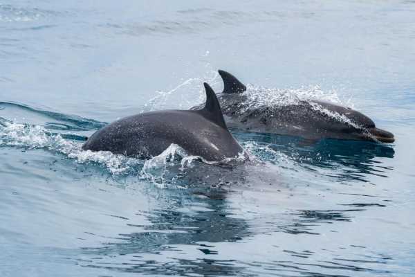 Combo Tour (Whale and/or Dolphins in Marino Ballena N.P.