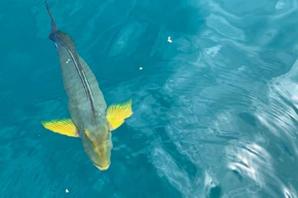 Snorkeling tour in Cano Island